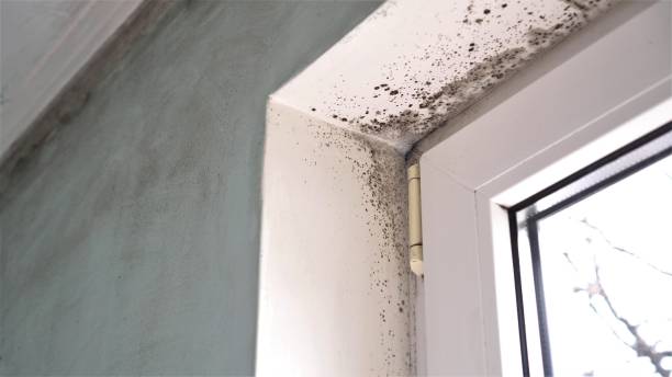 Best Attic Mold Remediation in Flora, IL