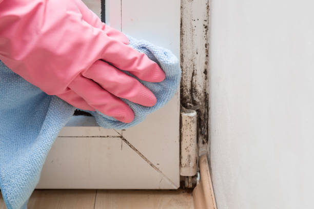 Best Emergency Mold Remediation in Flora, IL